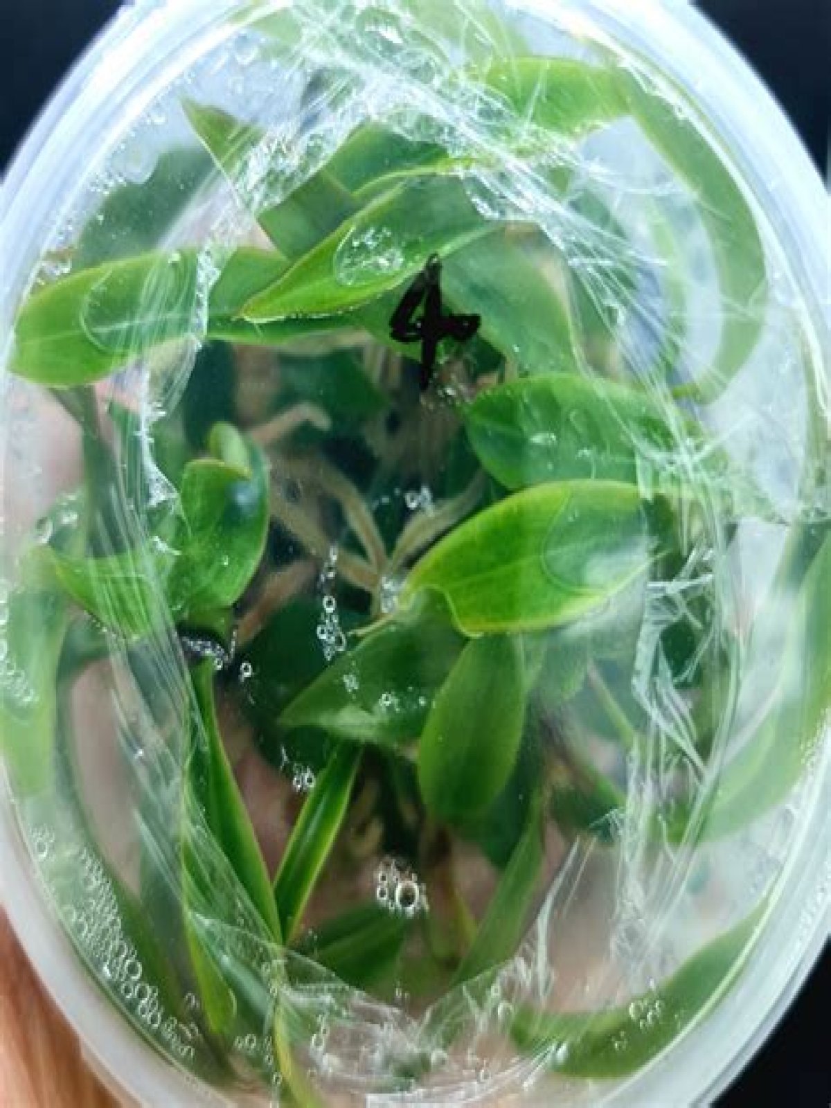 Tissue culture (TC) Philodendron Caramel Marble / Pluto Live Plant Well Rooted for Sale